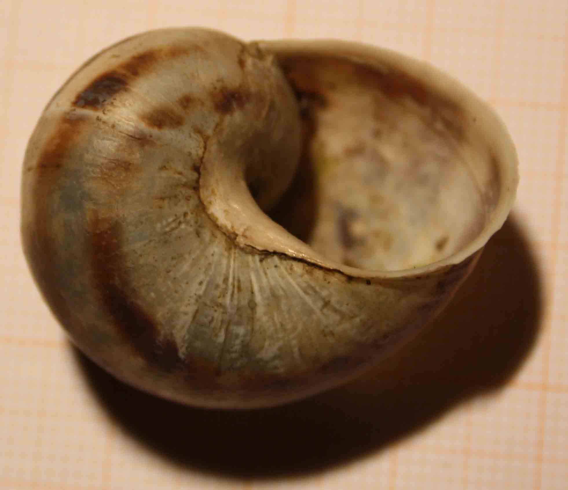 tutti esemplari di cornu aspersum?